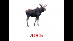 Карточки Домана - Животные и как они говорят.