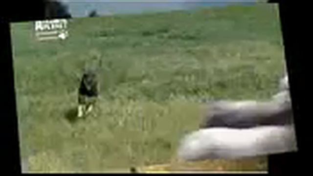 Австралийский келпи, все породы собак, 101 dogs. Введение в собаковедение. смотреть онлайн