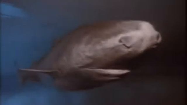 NG Гиганты Арктики смотреть онлайн