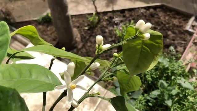 Первое цветения мандарина смотреть онлайн