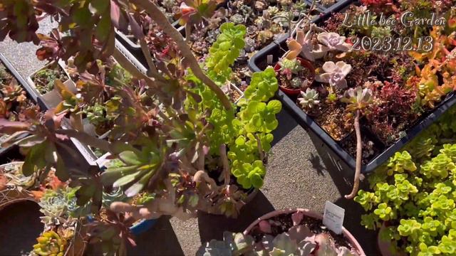 【多肉植物】多肉棚の大掃除❣️【ガーデニング】 смотреть онлайн