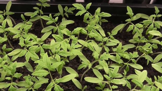 СЕЕМ ТОМАТЫ В АПРЕЛЕ! ЕЩЕ НЕ ПОЗДНО! смотреть онлайн