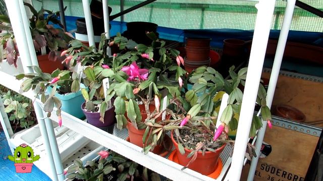 My Christmas & Thanksgiving Cacti Update - Schlumbergera | Cactus Collection #cactus #cacti смотреть онлайн