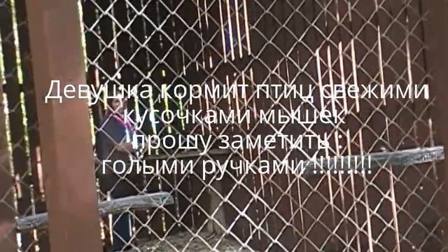 В Raptor Center - музей и медицинское учреждение хищных птиц .. смотреть онлайн