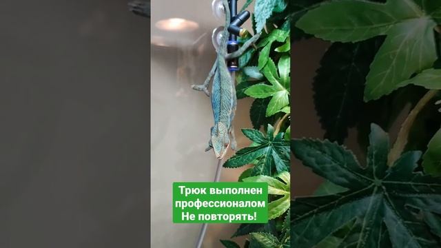 Осторожно, работает профессионал! #рептилии #хамелеон #reptiles #chameleon смотреть онлайн