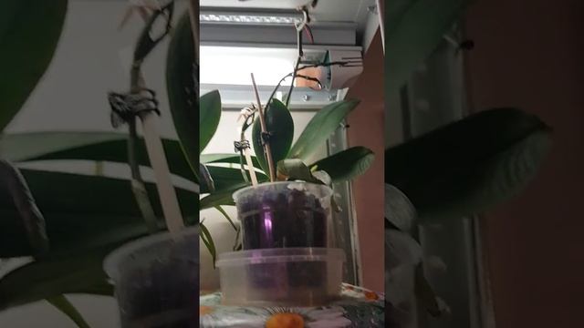 Освещение орхидей смотреть онлайн