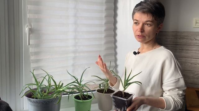 Обзор домашних растений от Фикуса до Орхидеи смотреть онлайн