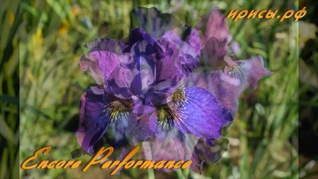 Небородатые ирисы Фиолетовая ночь смотреть онлайн