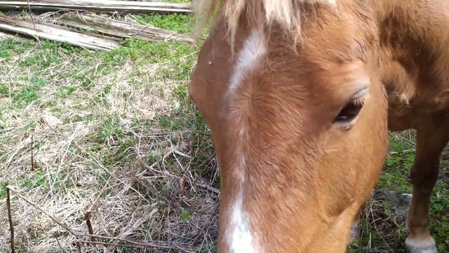 Лошадь ест заброшенный дом и пугает меня своим вниманием смотреть онлайн
