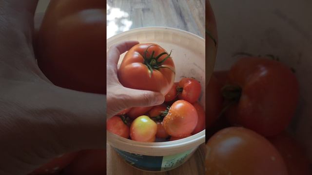 Урожай томатов. Помидоры смотреть онлайн