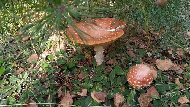 Польский лес ТИХАЯ ОХОТА ЗА ГРИБАМИ В ПОЛЬШЕ смотреть онлайн