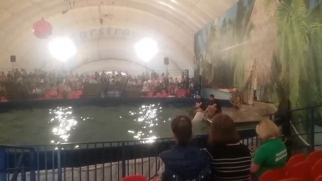 Московский дельфинарий с Кубинскими дельфинами в Курске.Фрагменты из представления. смотреть онлайн