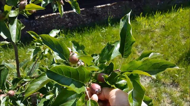 Thinning my rubinettte Apple смотреть онлайн