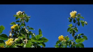 Солнечная трудяга здоровая роза #GoldenGate #ГолденГейт #Золотыеворота в сад Сезон 2022.