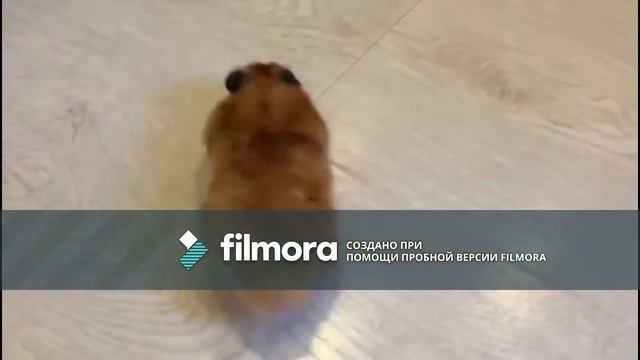 Уборка по-Хомячьи! Хомяк Пылесос. смотреть онлайн
