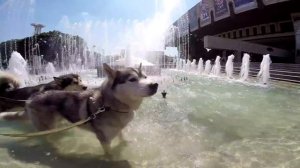 VLOG: Весёлая прогулка хаски и маламута | Лошадь пони | Команды | Покупаем корм для собак