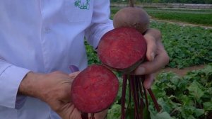 Лучшие сорта свёклы для длительного хранения. Выбираем свеклу для посева.