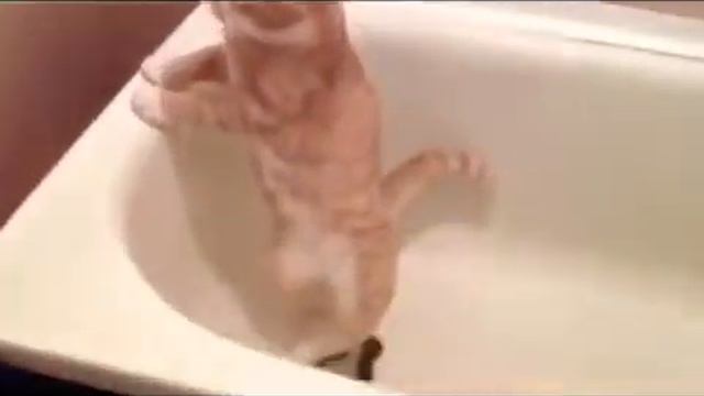 Смешное видео про животных! смотреть онлайн