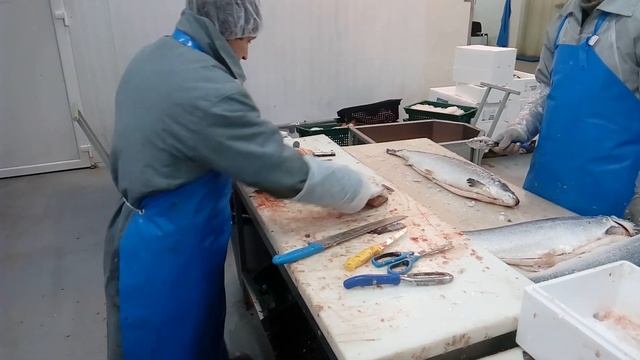 Как правильно разделывать толстолобик смотреть онлайн