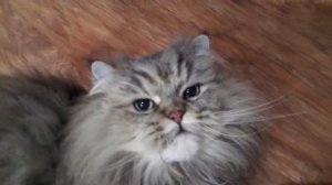 Кот шипит просто так.