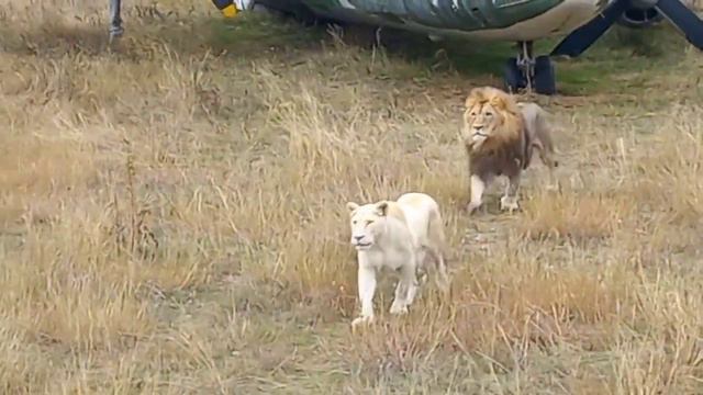 Крым. Сафари - парк " Тайган". Кормление львов. смотреть онлайн