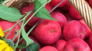 Супер яблоки сорт Мантет в Ленинградской области.