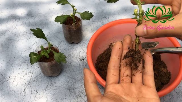 How to grow yellow chrysanthemum from cuttings, fast and easy смотреть онлайн