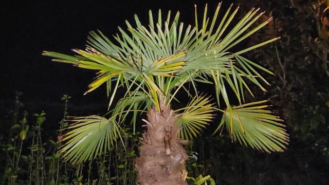 Update On The Lone Trachycarpus fortunei That Grows in Florida. Chinese Windmill Palm. смотреть онлайн