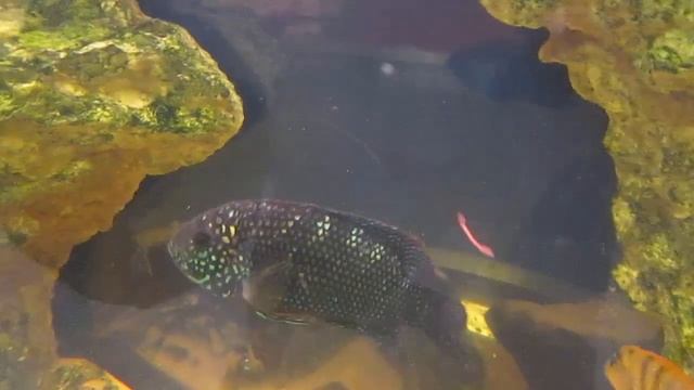 Агрессивные цихлиды. Восьмиполосая цихлазома. смотреть онлайн