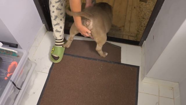 Сколько же в ней щенков?! Очень беременная собака! Когда роды? смотреть онлайн