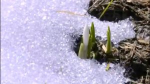 Весенний футаж. Таяние снега.