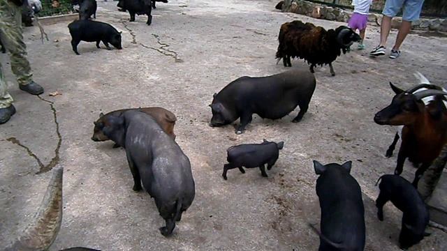 Вольер «Бабушкин дворик», свободный вход – радость для детей. Ялта, зоопарк «Сказка». смотреть онлайн