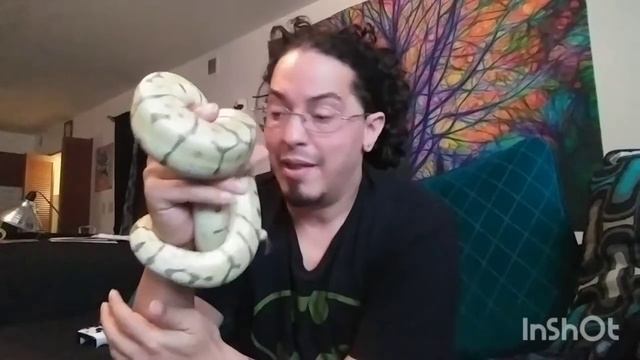 Spider Ball Python Morph... A few words from Lu. смотреть онлайн