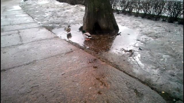 Стрелка Васильевского острова. Санкт Петербург. смотреть онлайн