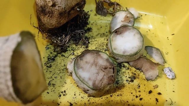 ПОТЕРЯ ПОТЕРЬ самый взрослый СЕЯНЕЦ АДЕНИУМА покинул мою коллекцию #адениум #adenium смотреть онлайн