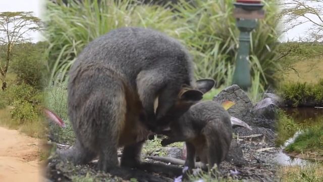 The Kangaroo Mating, Wild Animals смотреть онлайн