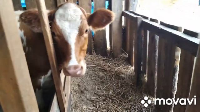 сколько молока дают мои коровы... Нужен совет.... смотреть онлайн