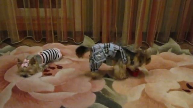 Маврик бывает кусачий... смотреть онлайн