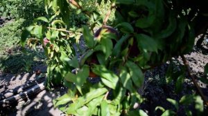 Супер персик на 5 звезд - Рубиновый Принц (27 июля 2019) - Агро Сад