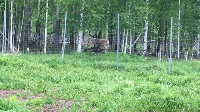 Керженский заповедник - Олени смотреть онлайн