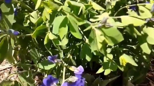 Blue Wild Indigo (Baptisia australis) смотреть онлайн