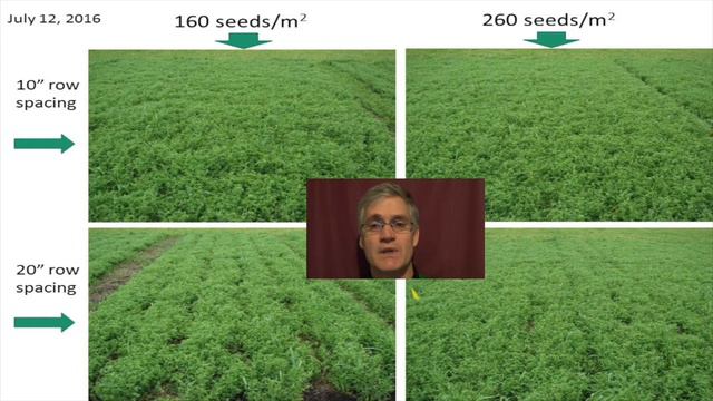 Lentil production in the black soil zone смотреть онлайн