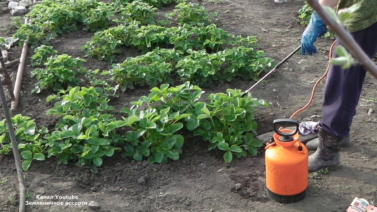 ОБРАБОТКА КЛУБНИКИ ФИТОВЕРМОМ ДО ЦВЕТЕНИЯ смотреть онлайн