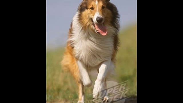 ROUGH COLLIE.wmv смотреть онлайн