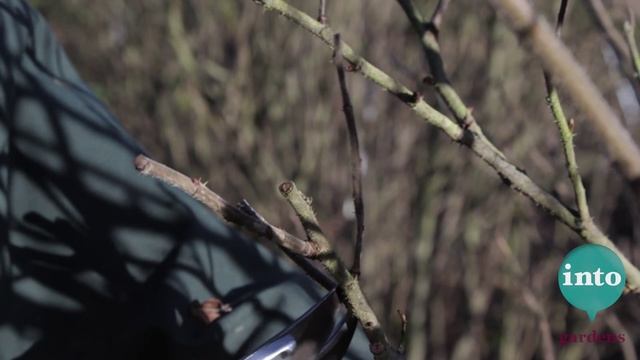 Pruning rugosa roses with Ian le Gros of RHS Hyde Hall смотреть онлайн