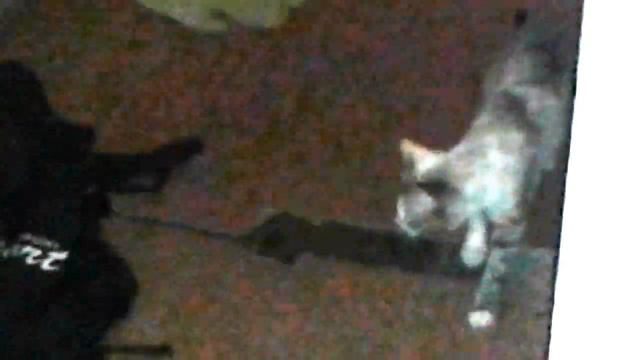 Кошка увидел дух. смотреть онлайн