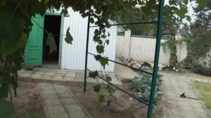 Виноград Прэйри Стар. 19.08.21. Воронеж.