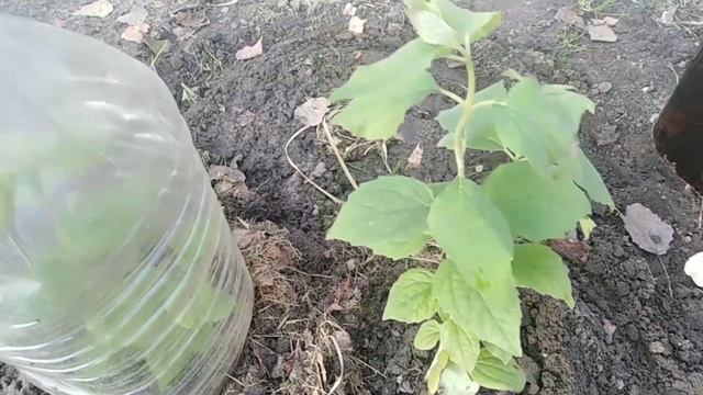 Укрытие черенков розы, гортензии, жасмина и череночника. смотреть онлайн