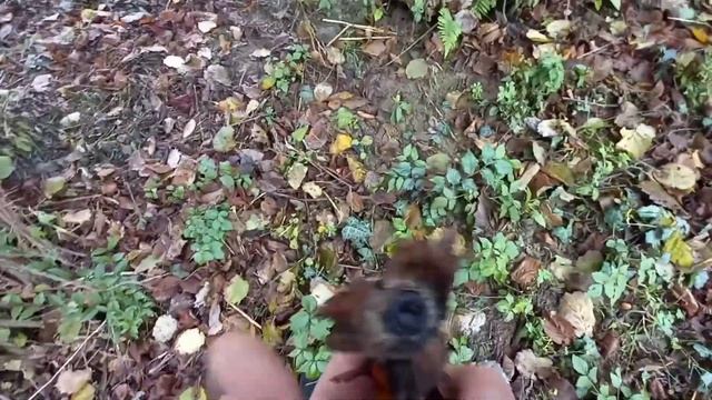 Фундук на вашем участке в Сочи смотреть онлайн