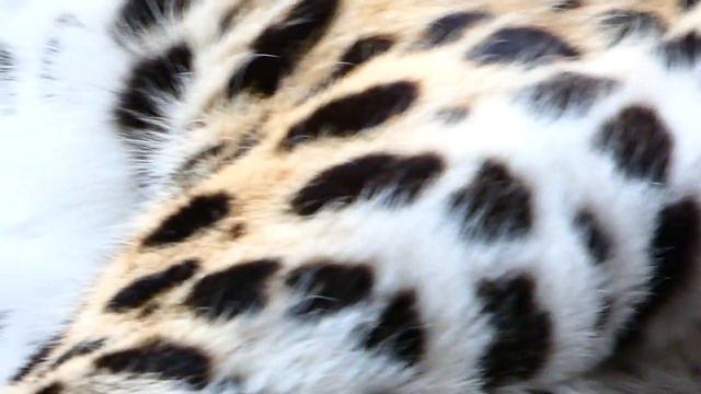 Amurleopard (Panthera pardus orientalis) Tiergarten Zoo Schloss Schönbrunn Tierpark Amur Leopard смотреть онлайн